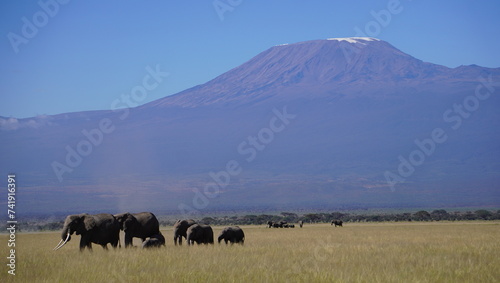 herd of elephants in the wild © naturespy