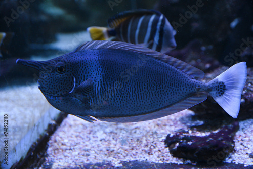 Naso brevirostris fish swimming in an aquarium, selective focus. Underwater life in the zoo.