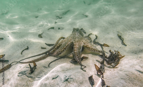 Octopus swimming near corral reef in Indian Ocean. Watamu  Kenya.