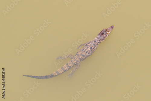 small cocodrile in the water photo