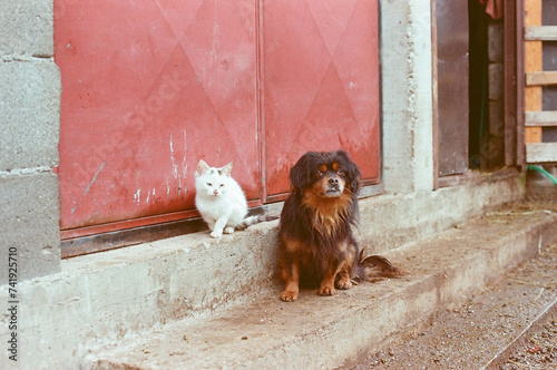 Unlikely friends, a young kitten and an old dog