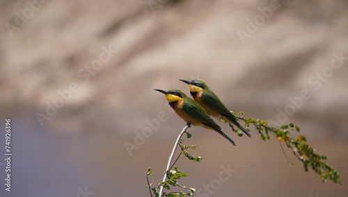 little bee eaters photo