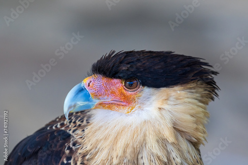 Eagle head protrait