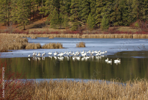 Konstfotografi Wild Swans gather on ice in a northern wetland