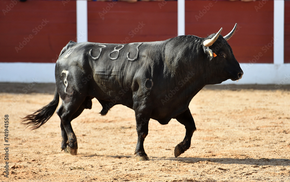 un toro bravo en un espectaculo de toreo en españa un toro bravo en un espectaculo de toreo en españa