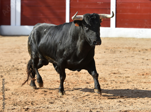 spanish bull with big horns in spain