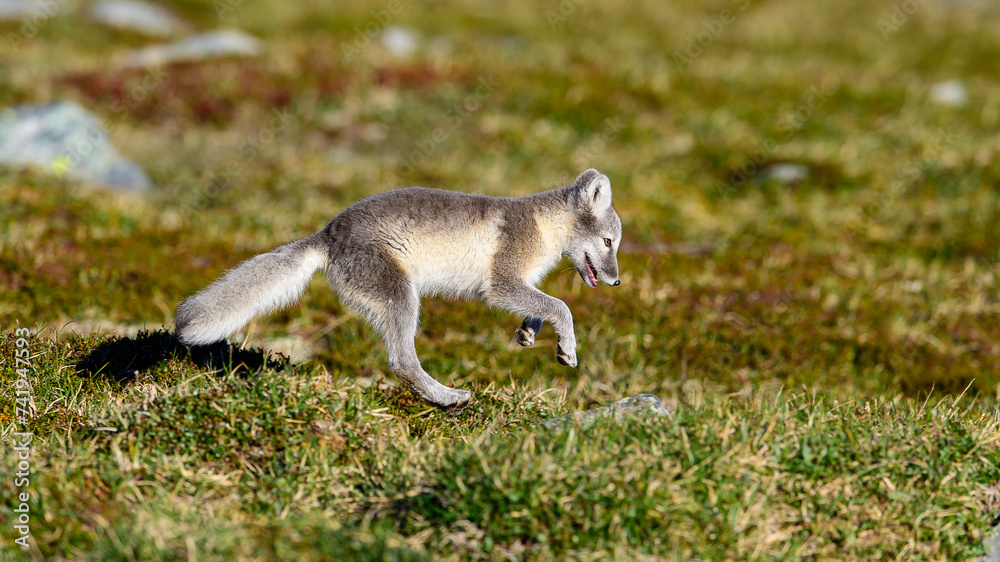 Fototapeta premium Arctic fox cub (Vulpes lagopus) in Dovre mountains, Norway