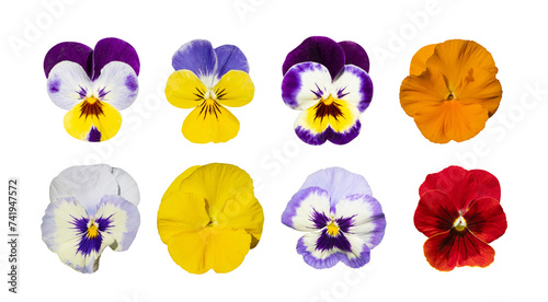 Purple Violet Pansies, Tricolor Viola Close up, Flowerbed with Viola Flowers, Heartsease, Johnny Jump photo