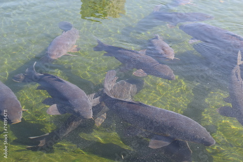 池で泳ぐ鯉