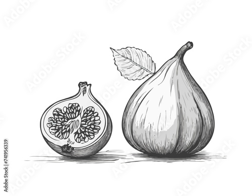 fig Vector illustration