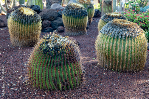 Botanical garden with different tropical succulent plants green cactuses close up photo