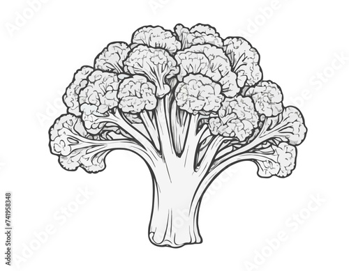 Fresh broccoli, vector illustration. hand drawing sketch