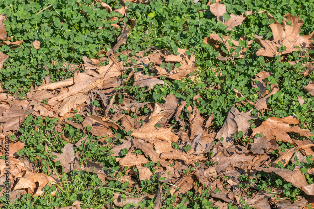 Green clover natural background. dried and fallen plane tree leaves in autumn. Green clover natural background. dried and fallen plane tree leaves in autumn.