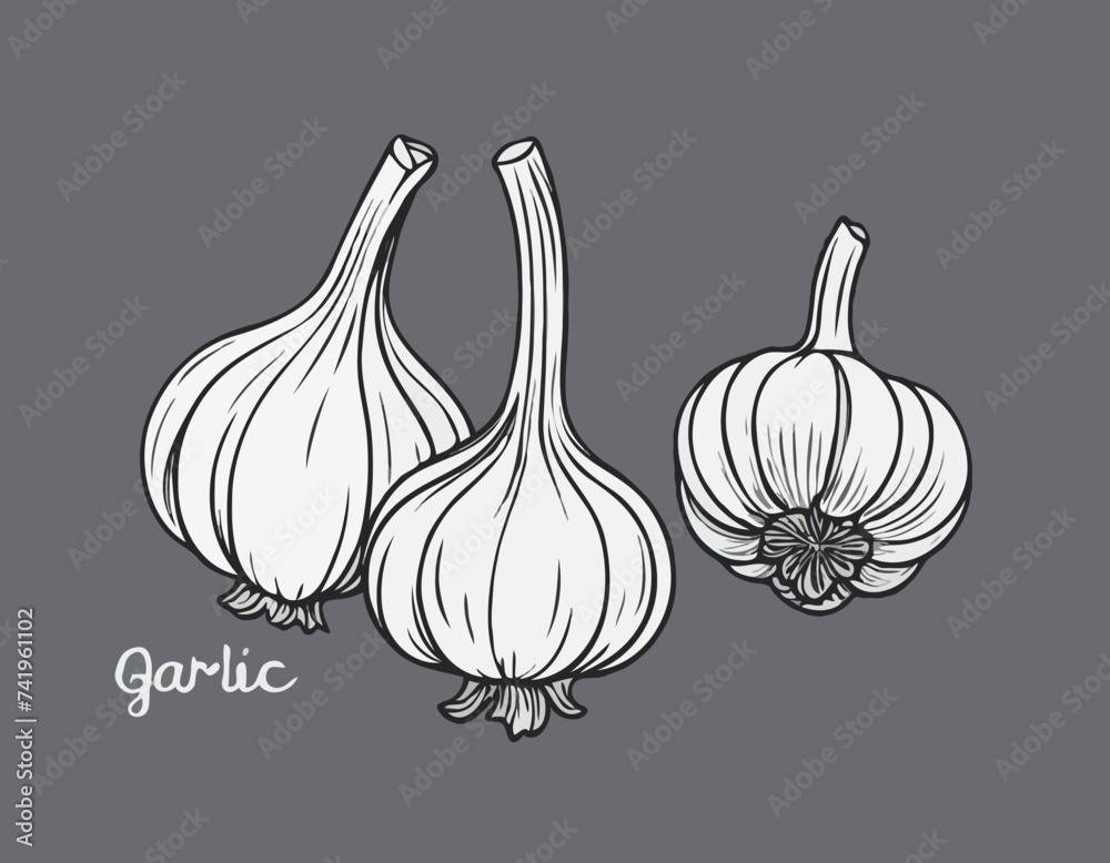 Garlic cloves unpeeled sketch hand drawn vector