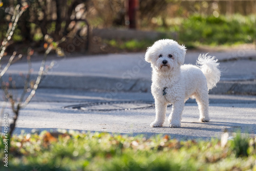 Curly Bison stands on the street and poses for a photographer. The cute white curly Bison dog on the walk.