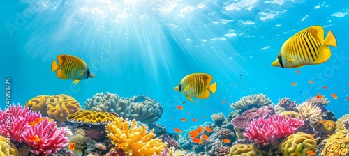 Vivid fish among vibrant corals in saltwater aquarium, creating a mesmerizing underwater scene.