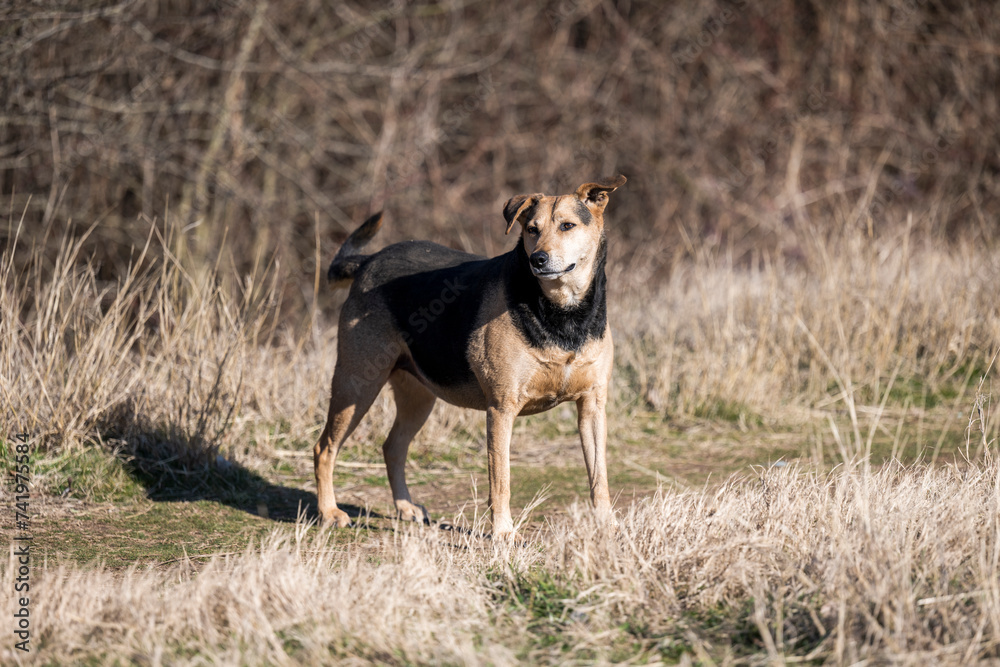 A stray dog ​​or a domestic dog sits in nature and poses for a photographer.
