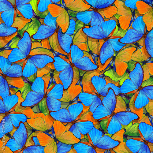 Abstract pattern of bright colorful tropical morpho butterflies. Exotic butte...