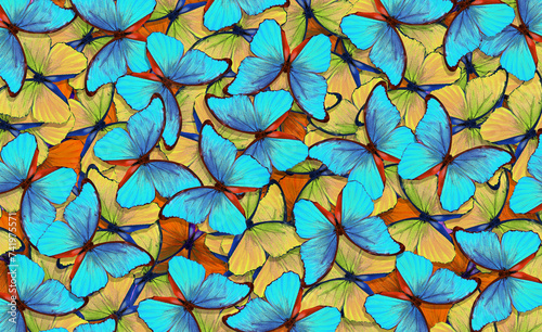 Abstract pattern of bright colorful tropical morpho butterflies. Exotic butte...