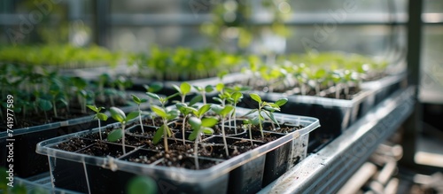 Plastic trays filled with Arabidopsis thaliana plants, essential model organisms in genetics, cultivated in a phytotron for research purposes. The trays are neatly lined up, each containing healthy photo