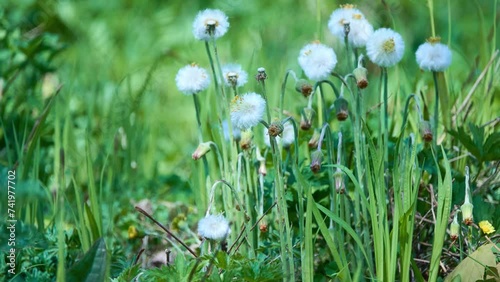 Tussilago farfara, commonly known as coltsfoot, is plant in groundsel tribe in daisy family Asteraceae, native to Europe and parts of western and central Asia. photo