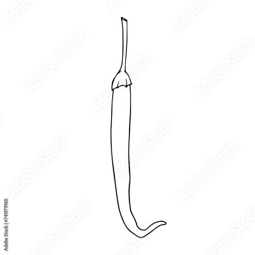 Linear sketch, outline, coloring of a hot chili pepper. Vector graphics.
