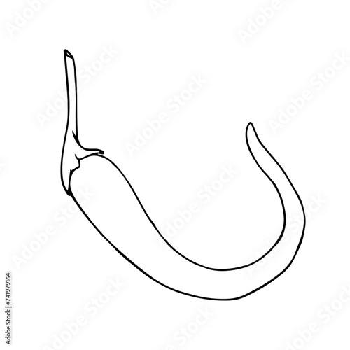 Linear sketch, outline, coloring of a hot chili pepper. Vector graphics.