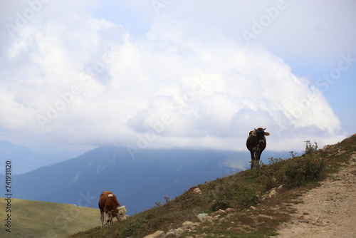 cow on the mountain and sky