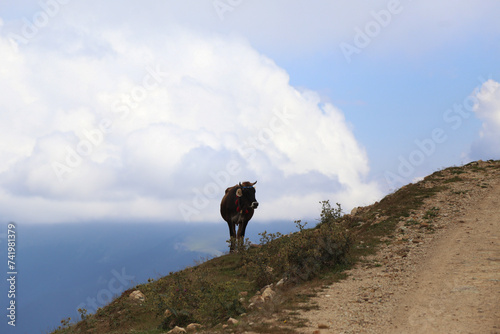 cow in the mountains