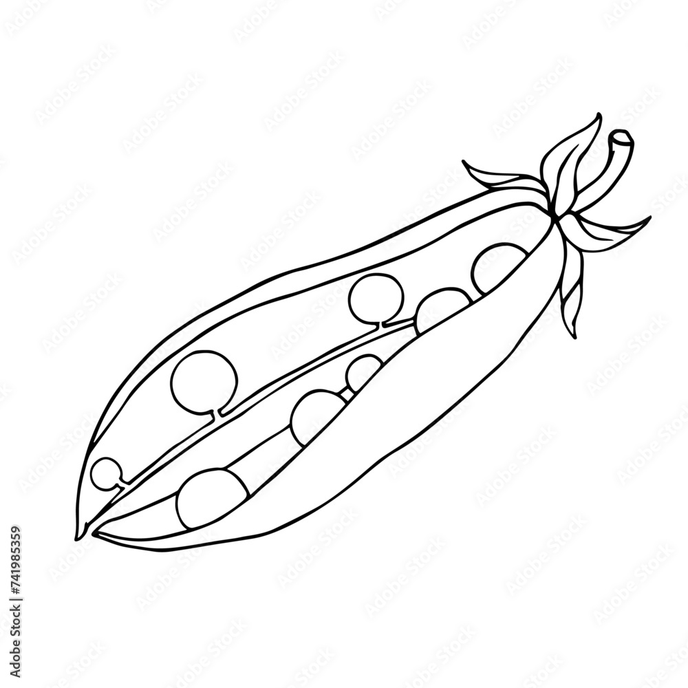 Linear sketch, outline, coloring of a green pea pod. Vector graphics. Linear sketch, outline, coloring of a green pea pod. Vector graphics.
