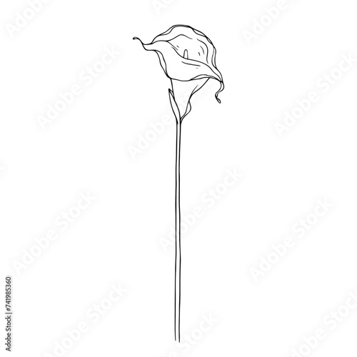 Line sketch of calla flower. Vector graphics.