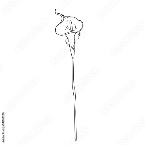 Line sketch of calla flower. Vector graphics.