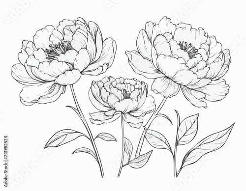 Vector graphics of peony flowers
