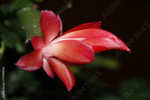 planta con flor roja