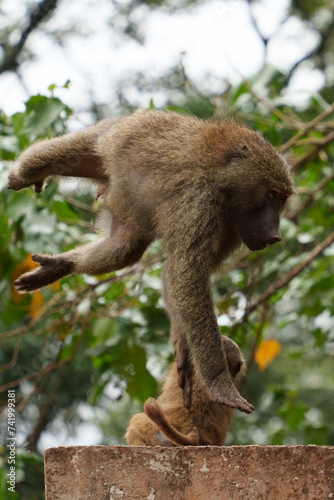 baboon doing a flip