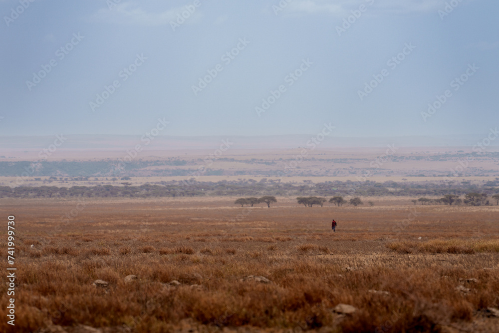 local tanzanian working in the serengeti savannah local tanzanian working in the serengeti savannah