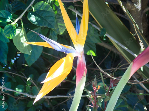 Bird of Paradise blooming outside © Allen Penton