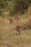lion cubs walking in serengeti