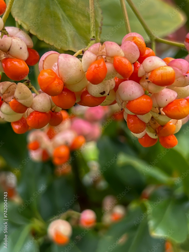 Close-up of colorful fruit of the common spindle on a bush branch in autumn