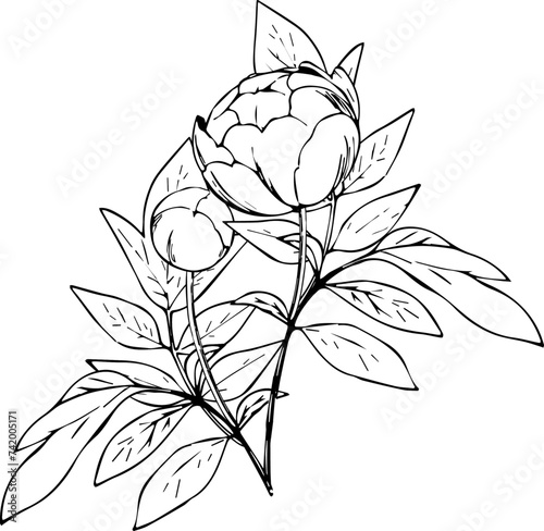 ペンで描いた芍薬の挿絵