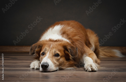 Fotografie A downcast border collie dog lies on a wooden floor, its forlorn expression tugg