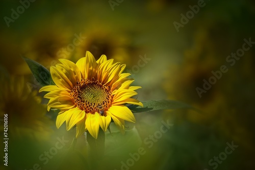 Sunflower (Helianthus annuus) single flower with bee, in a blurred sunflower field, Rhineland-Palatinate, Germany, Europe
