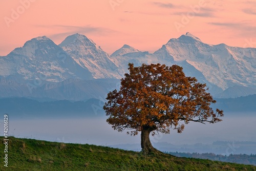Autumn-coloured oak (Quercus), evening mood after sunset, behind Bernese Alps, mountains Eiger, Moench, Jungfrau, Canton Basel-Landschaft, Switzerland, Europe photo