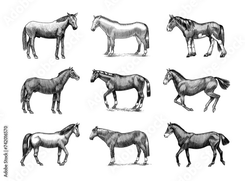 A Set Of Horses In Different Poses On A White Background. Hand drawn animal. Woodcut outline sketch. Vector engraved illustration for logo and tattoo or T-shirts.