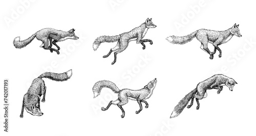 Wild red fox set. Forest ginger animal flying and jumping. Vector Engraved hand drawn Vintage sketch for label or poster.