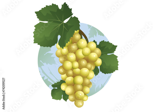 Vertically hanging a bunch of grapes. Vector illustration.