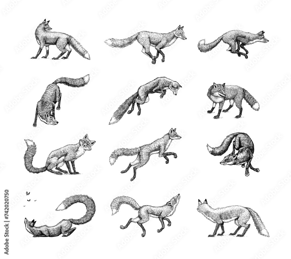 Wild red fox set. Forest ginger animal flying and jumping. Vector