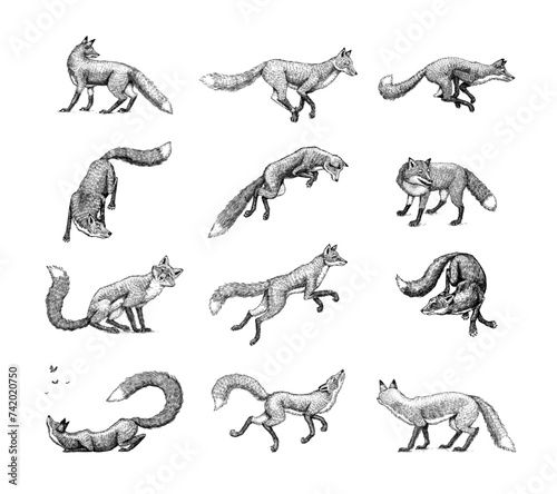 Wild red fox set. Forest ginger animal flying and jumping. Vector Engraved hand drawn Vintage sketch for label or poster.