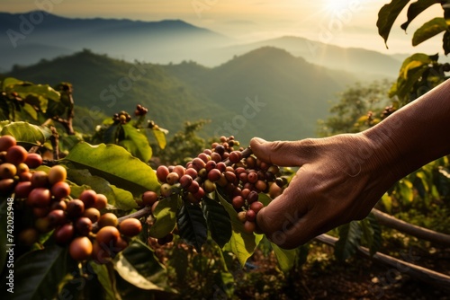 Coffee plantation with hands during harvest season, with rows of coffee plants stretching into the distance photo