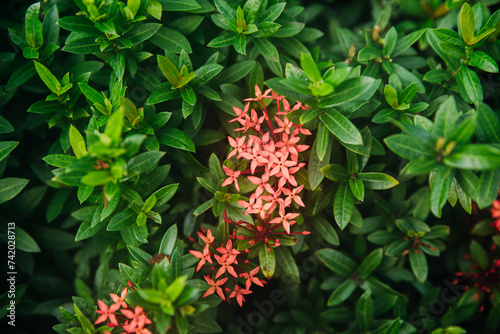 Close up view of tropical plants of Saint Lucia in the Caribbean